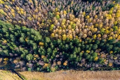 COP26: La Commission européenne annonce un engagement d'1 milliard d'euros pour protéger les forêts du monde