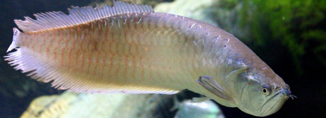 Quels sont les premiers ancêtres de nos poissons modernes ?