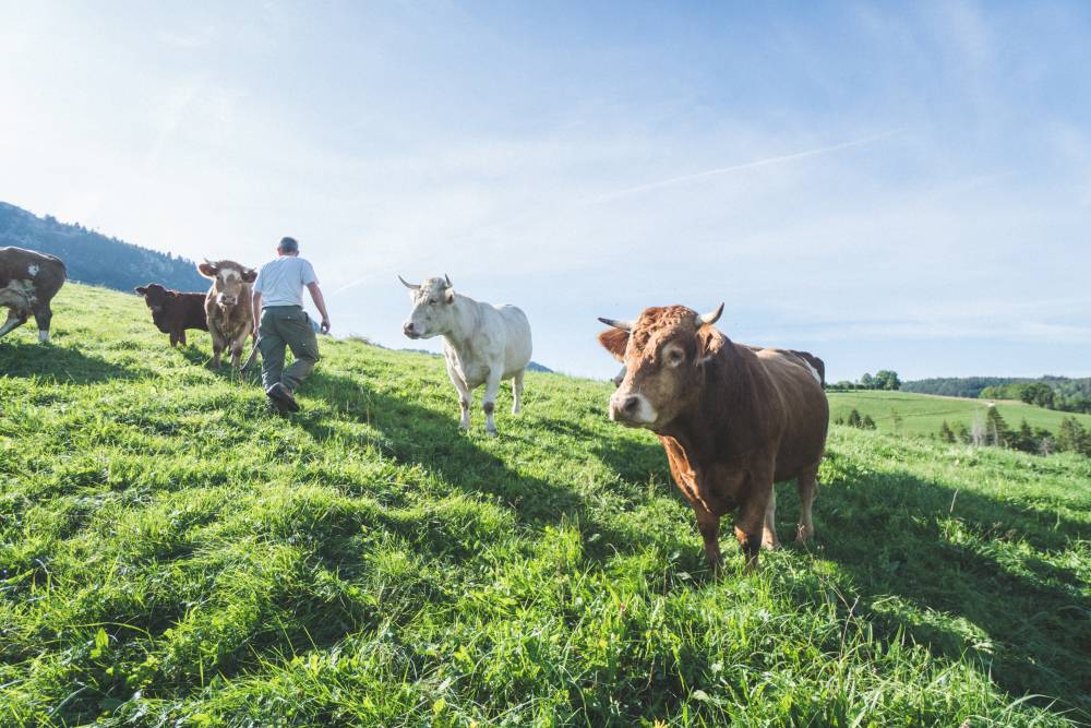 L'élevage extensif et agroécologique, une solution à la crise environnementale