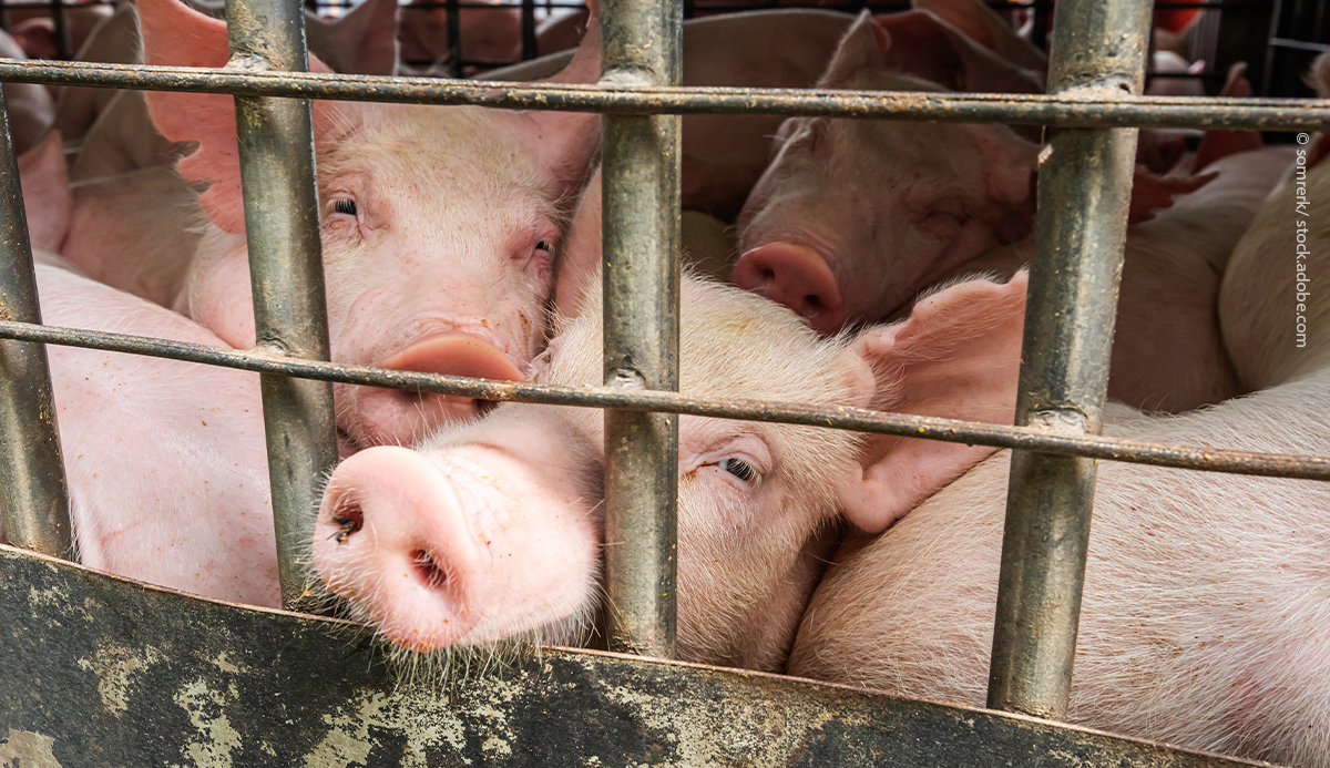 Regional cost differences incentivise animal transport in the EU