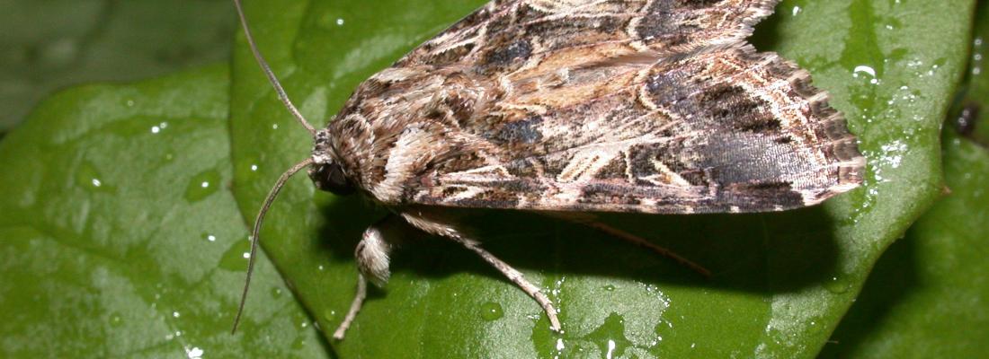 Stratégie de biocontrôle : l’évolution d’un papillon ravageur de cultures mis en lumière