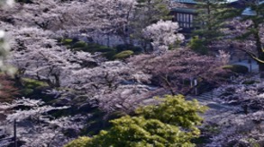 3Kenroku-en during the spring cherry blossom season-   Ishikawa Prefecture Tourism Association-  -jpg