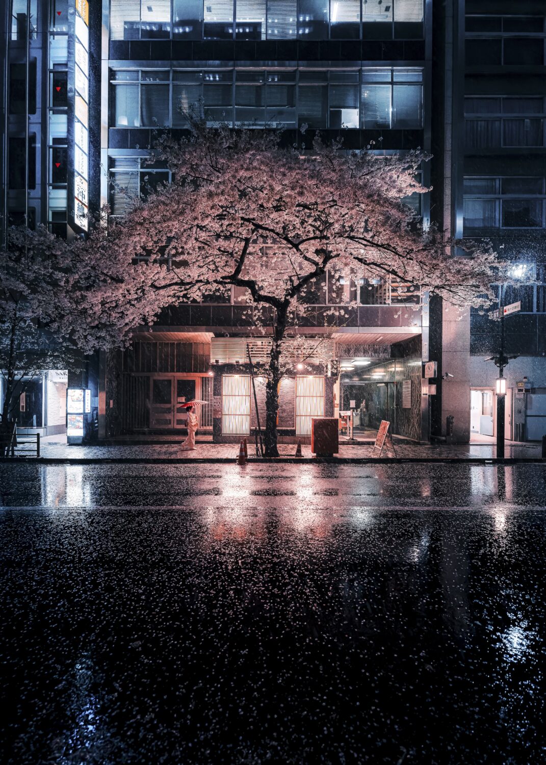 Cherry blossom tree at night in Nihonbashi (c) Junya Watanabe-jpg