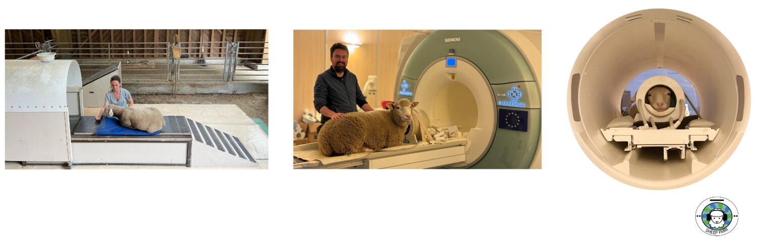 Des moutons entraînés pour passer des IRM en étant éveillés