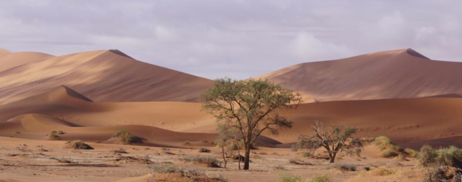 Zones arides : l’incroyable diversité des plantes pour s’adapter à un climat extrême