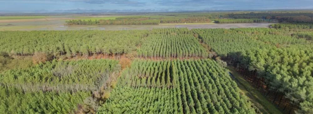 France 2030 - Lancement du programme de recherche FORESTT :  résilience des forêts face aux changements globaux