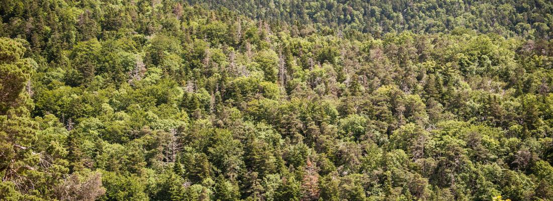 Diversifier les forêts pour les adapter aux sécheresses extrêmes