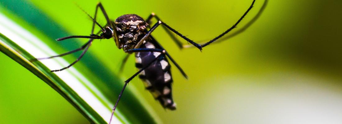 Des moustiques-tigre infectés par le virus de la dengue  détectés pour la première fois en France hexagonale