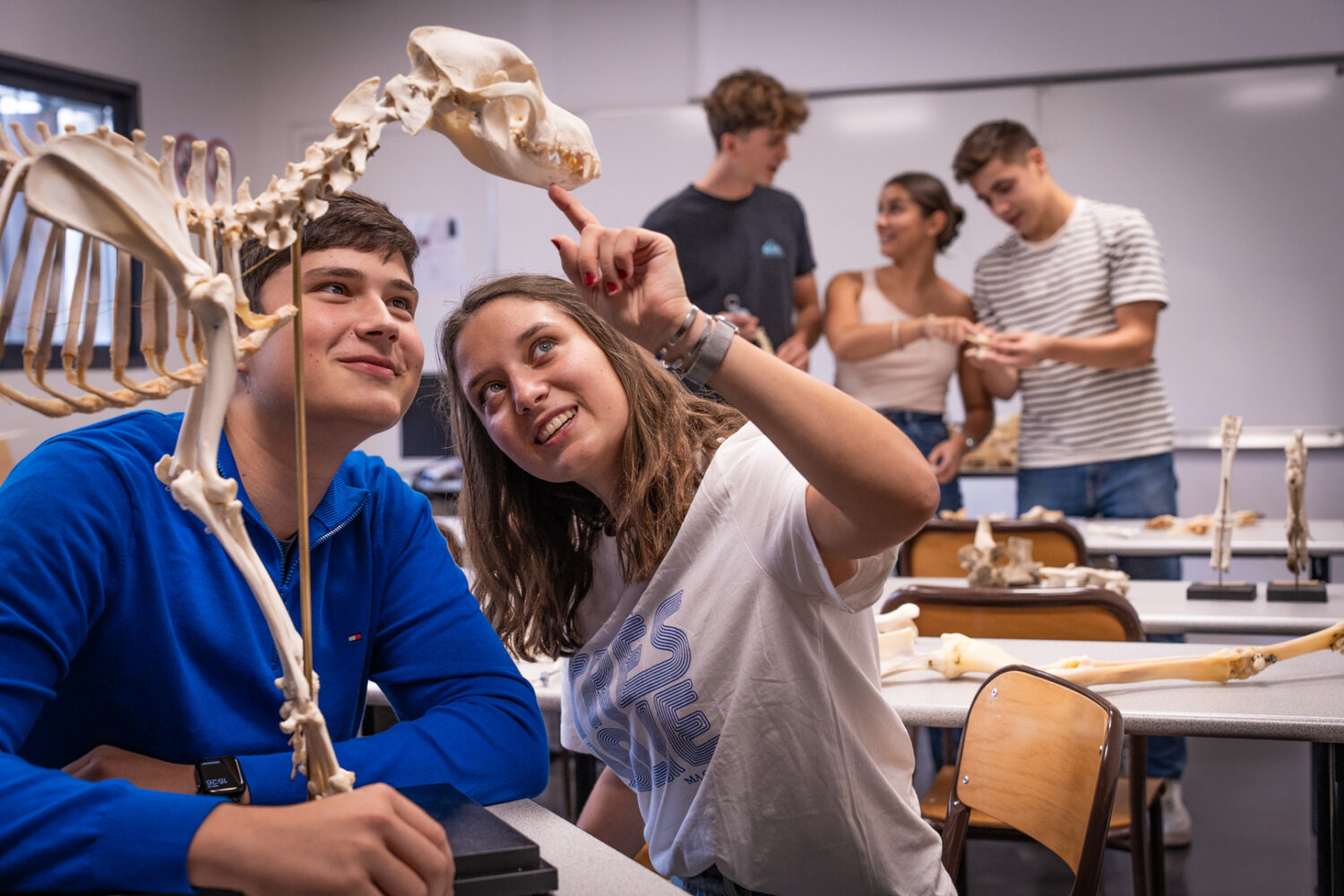 Création de la Fédération des Associations Vétérinaires d'UniLaSalle Rouen : Un projet pour et par les étudiants