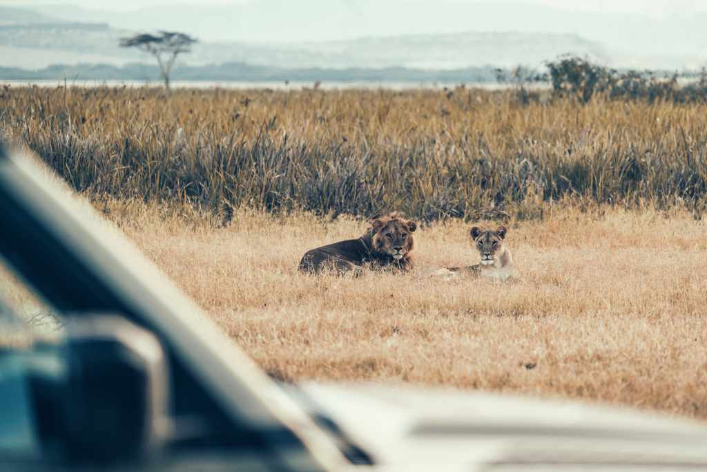 UN PARTENARIAT INNARÊTABLE : DEFENDER ET TUSK FONT ENTRER LA PROTECTION DE LA FAUNE DANS UNE NOUVELLE ÈRE