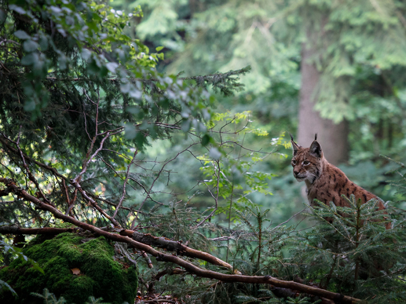 Viabilité des populations de lynx boréal en France