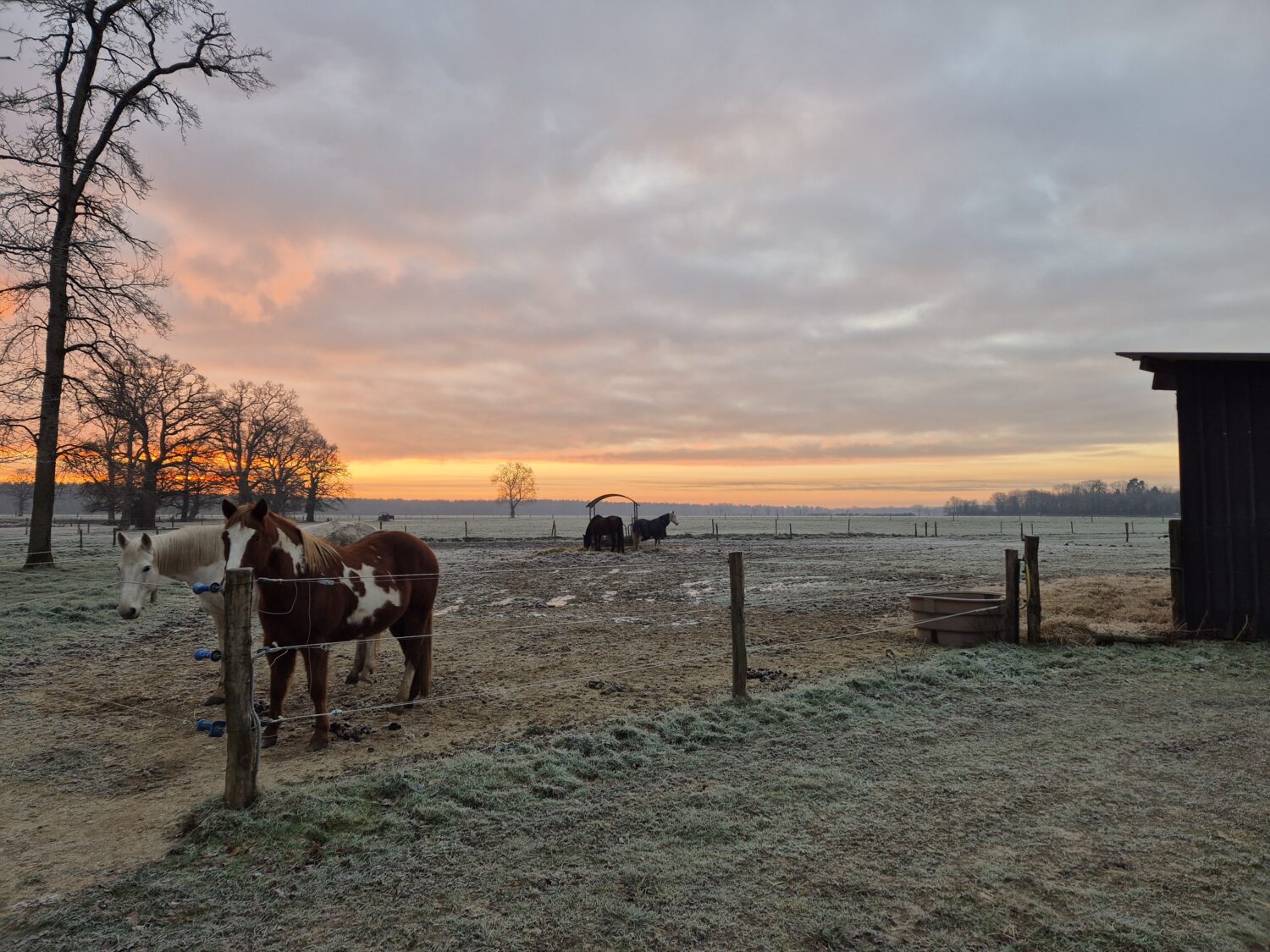 le-cheval-en-hiver-FFE-SB