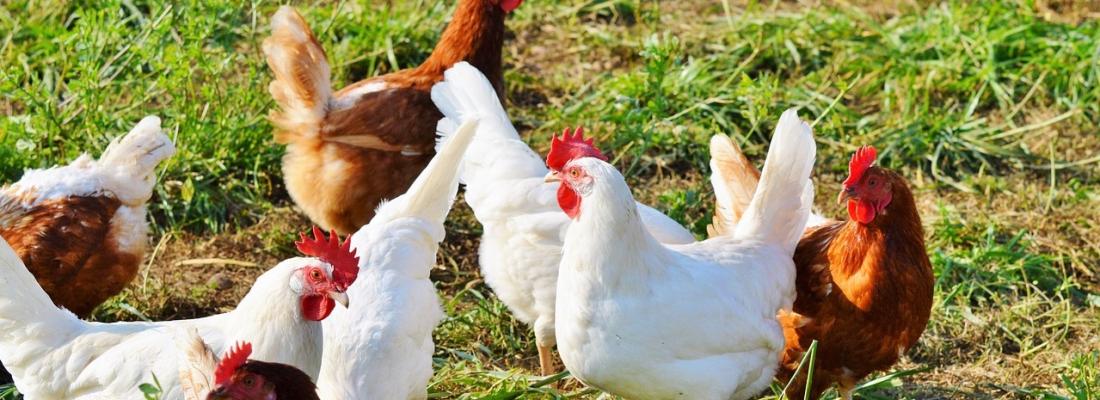Avancée majeure pour la gestion des épidémies d’influenza aviaire : un outil numérique pour mieux tracer les élevages infectés