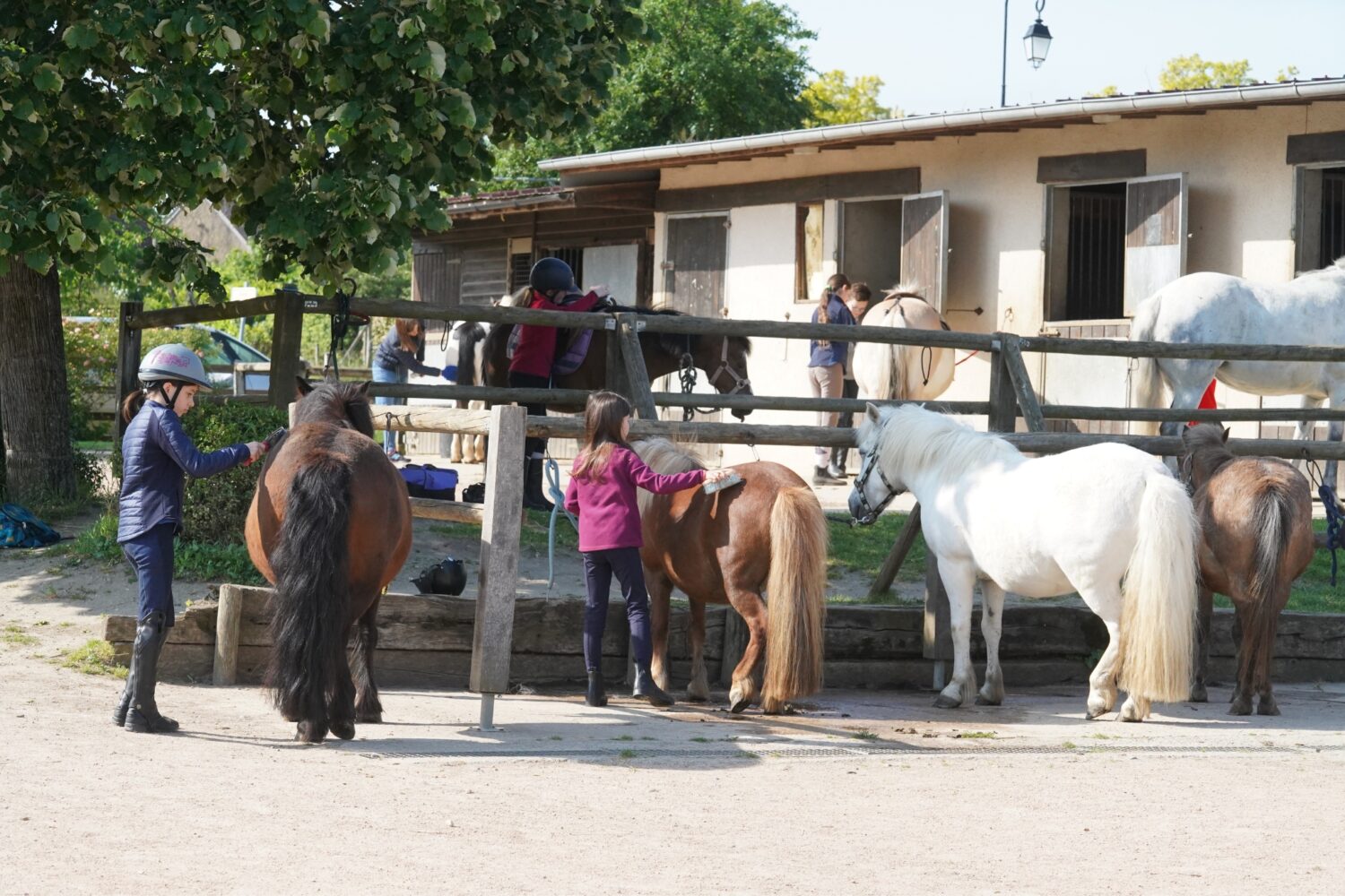 Politiques publiques et enjeux sociétaux : la Fédération Française d’Équitation engagée aux côtés des acteurs de la filière équine