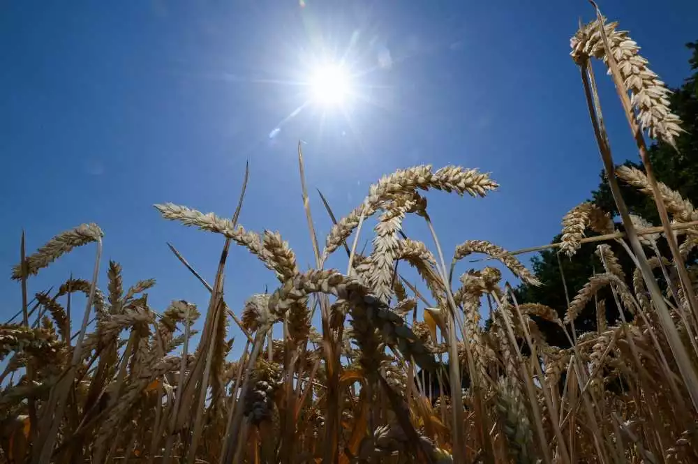 [FACT-CHECK] Non, la Terre ne s'est pas refroidie de 5 degrés depuis le Moyen-Âge