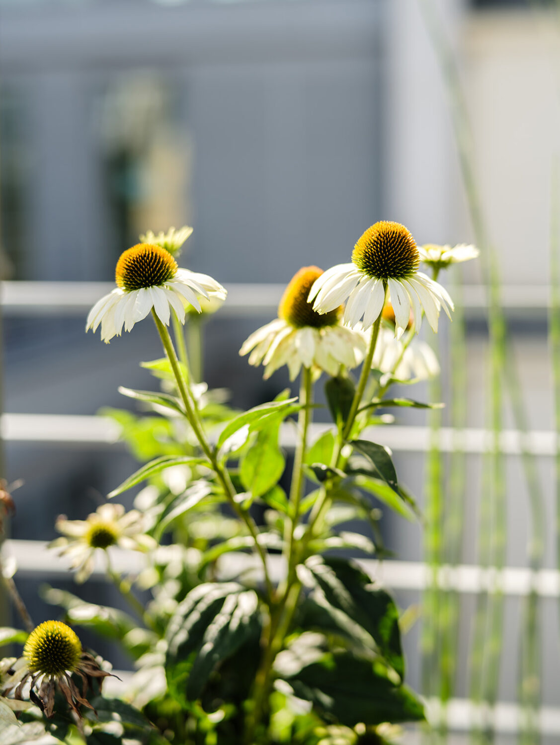 rudbeckia