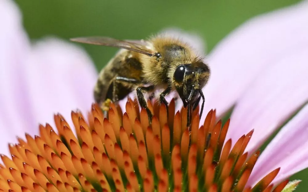 [FACT-CHECK] Včelí jed není v současnosti považován za lék proti rakovině