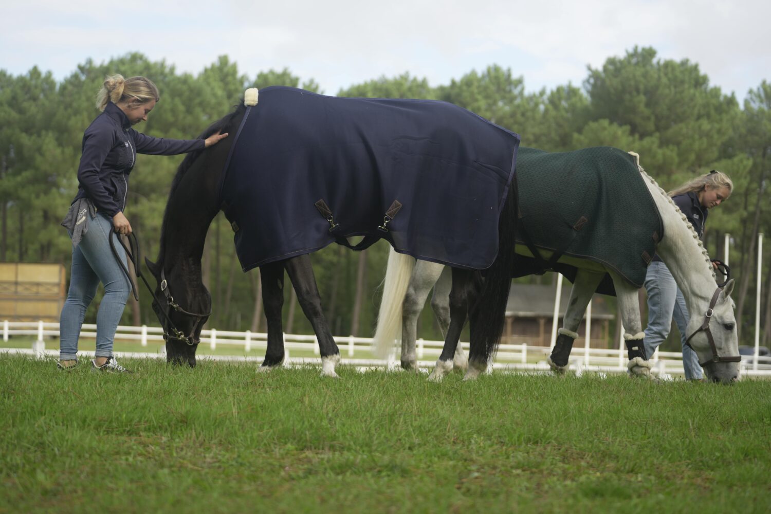 Équitation : bien observer les chevaux pour mieux les comprendre