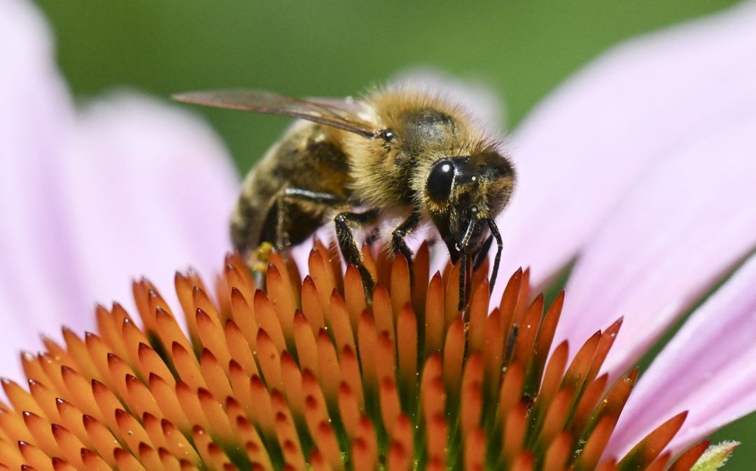 [FACT-CHECK] Včelí jed není v současnosti považován za lék proti rakovině