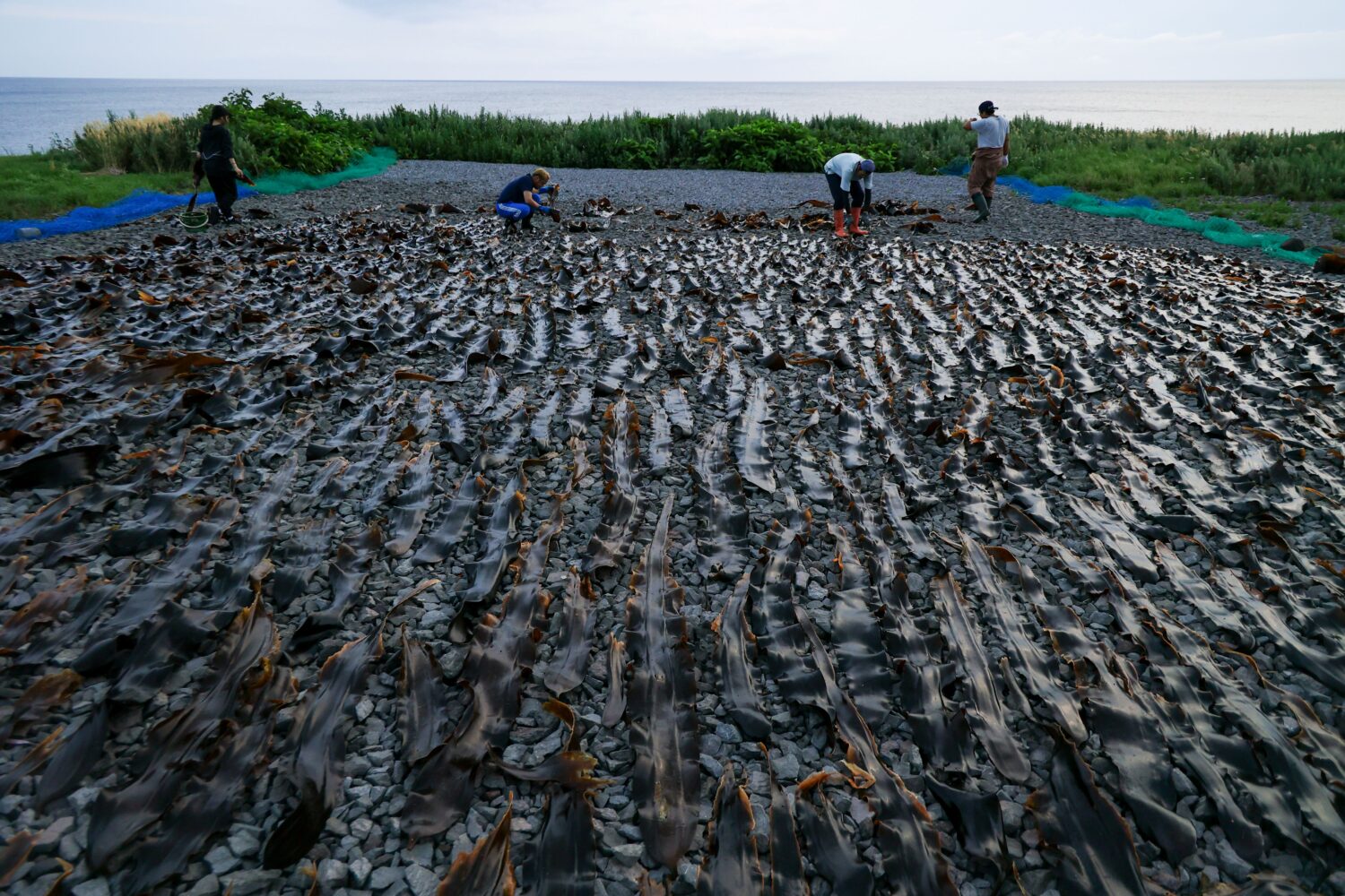 Sun-drying Rishiri Kombu