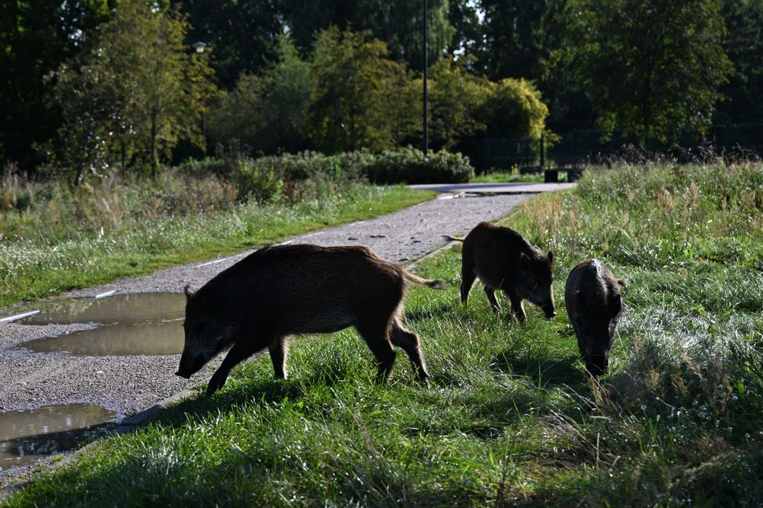 [FACT-CHECK] Misinformation spreads as Croatia battles African swine fever