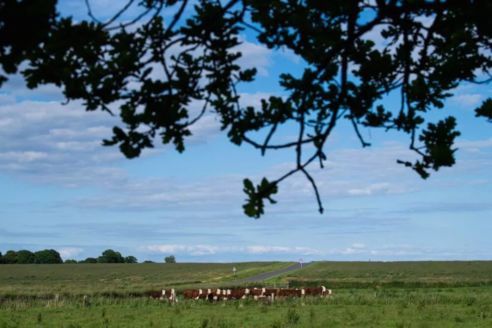 [FACT-CHECK] What we know about Bovaer and Danish cattle farms