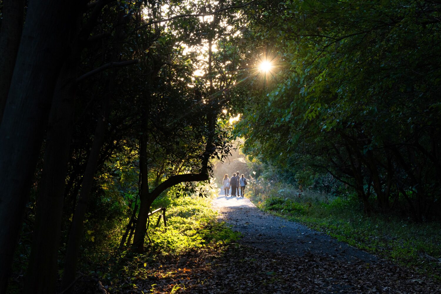 Les arbres plantes dans le parc Umi-no-Mori sont capables de resister aux vents sales du littoral-jpg