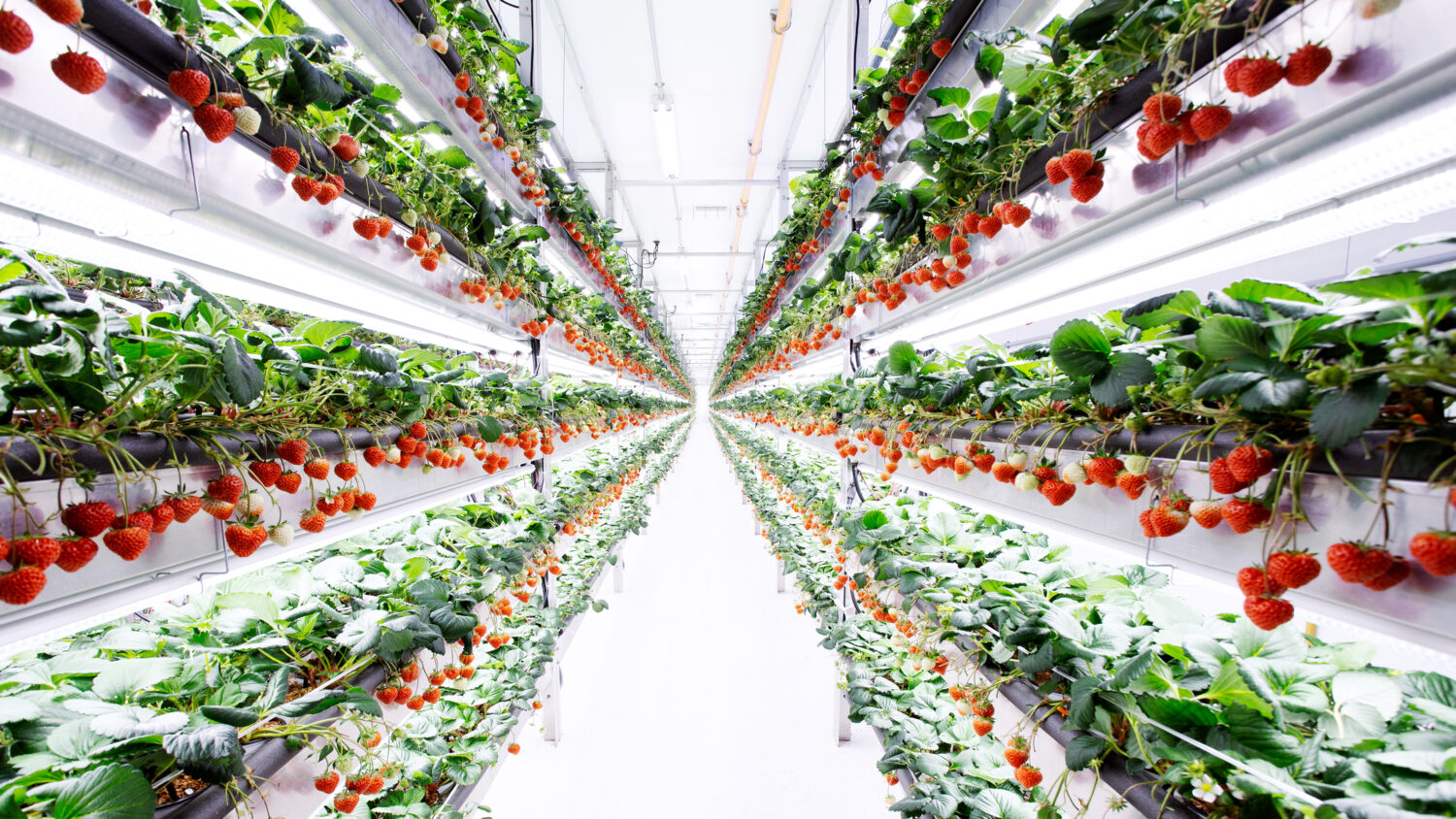 Sustainability Through Vertical Farming.