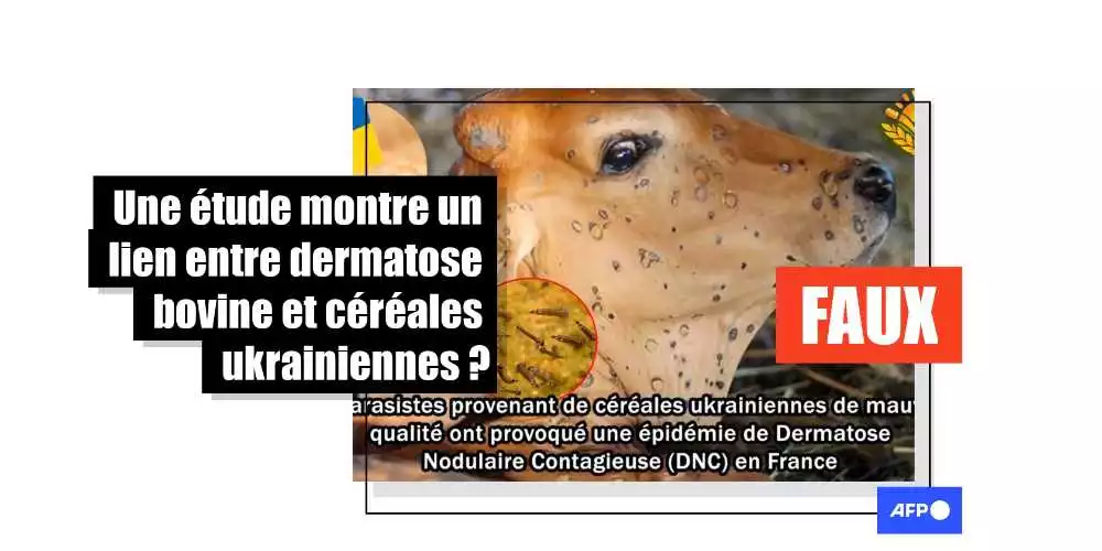 [FACT-CHECK] Non, un laboratoire n'a pas établi de lien entre dermatose bovine et céréales ukrainiennes