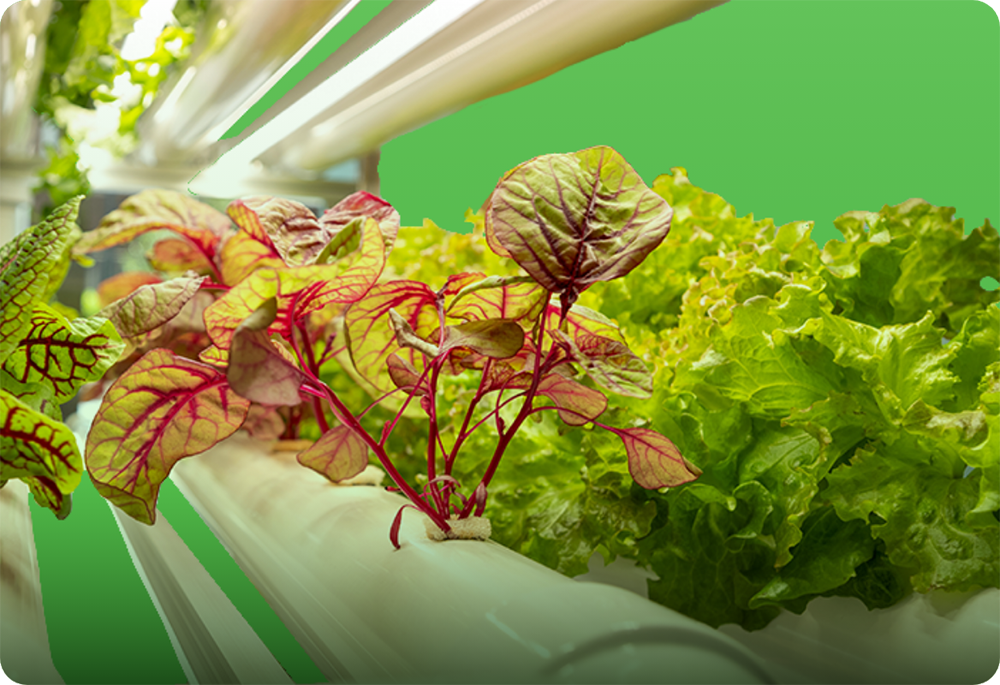 Plant factory operated by Spice Cube Inc., an agritech company.