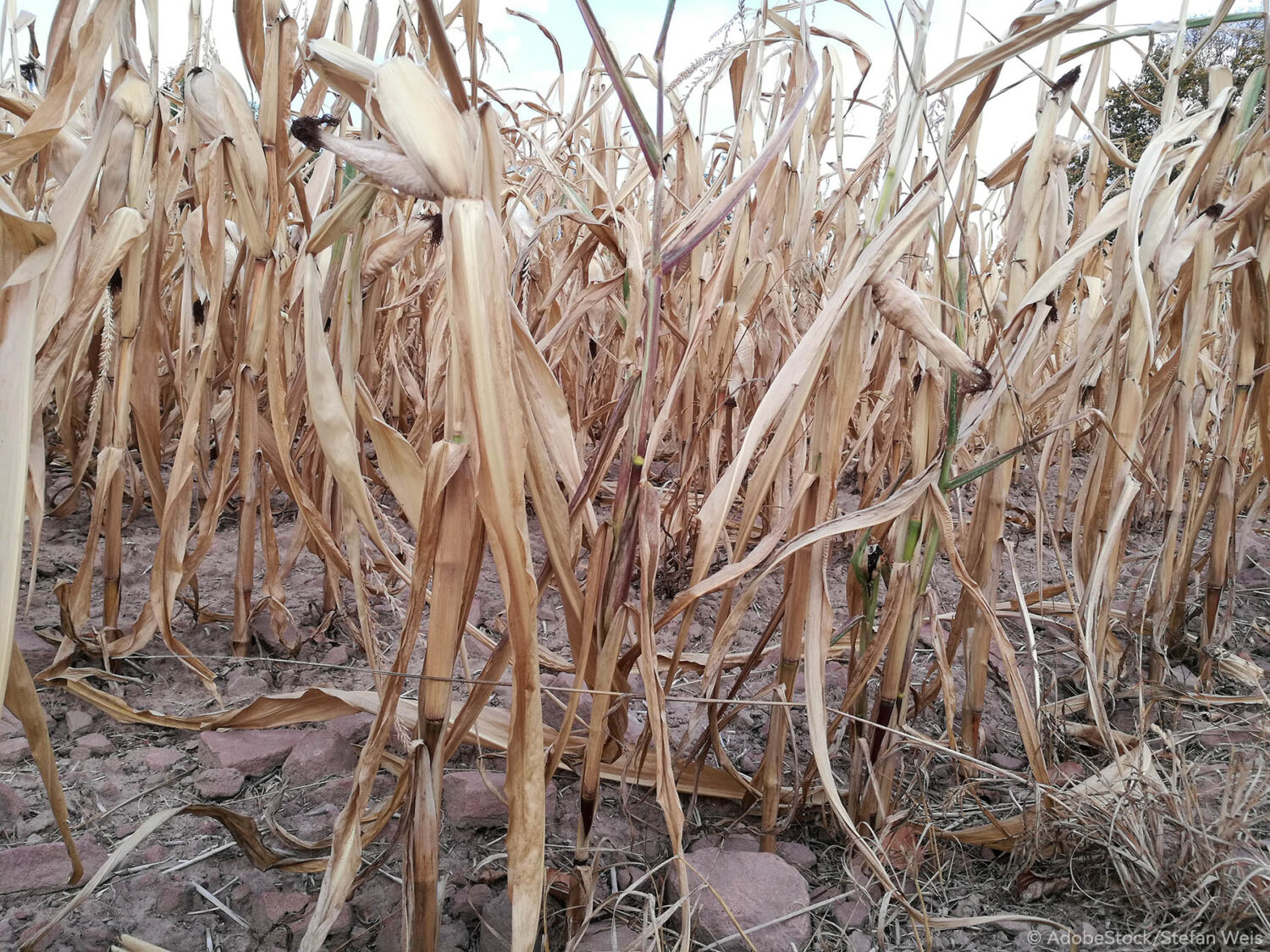 De nouvelles techniques génomiques pour soutenir l’innovation dans l’agriculture durable