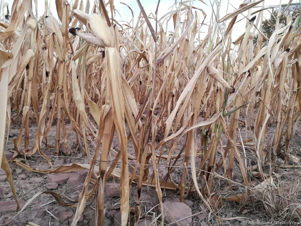 De nouvelles techniques génomiques pour soutenir l’innovation dans l’agriculture durable