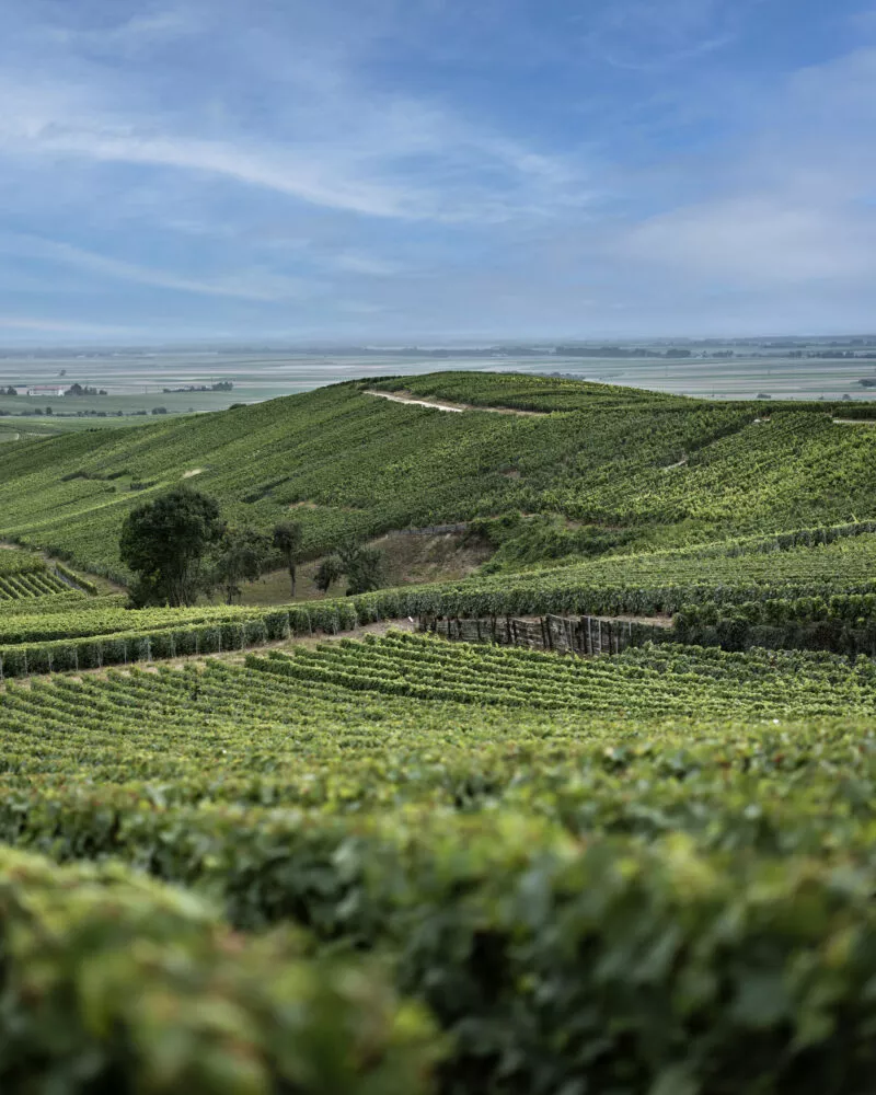 Moët Hennessy, Analog Devices et l’UC Davis s’associent pour faire progresser la production viticole grâce à une technologie novatrice de détection de signatures chimiques s'appuyant sur l'IA