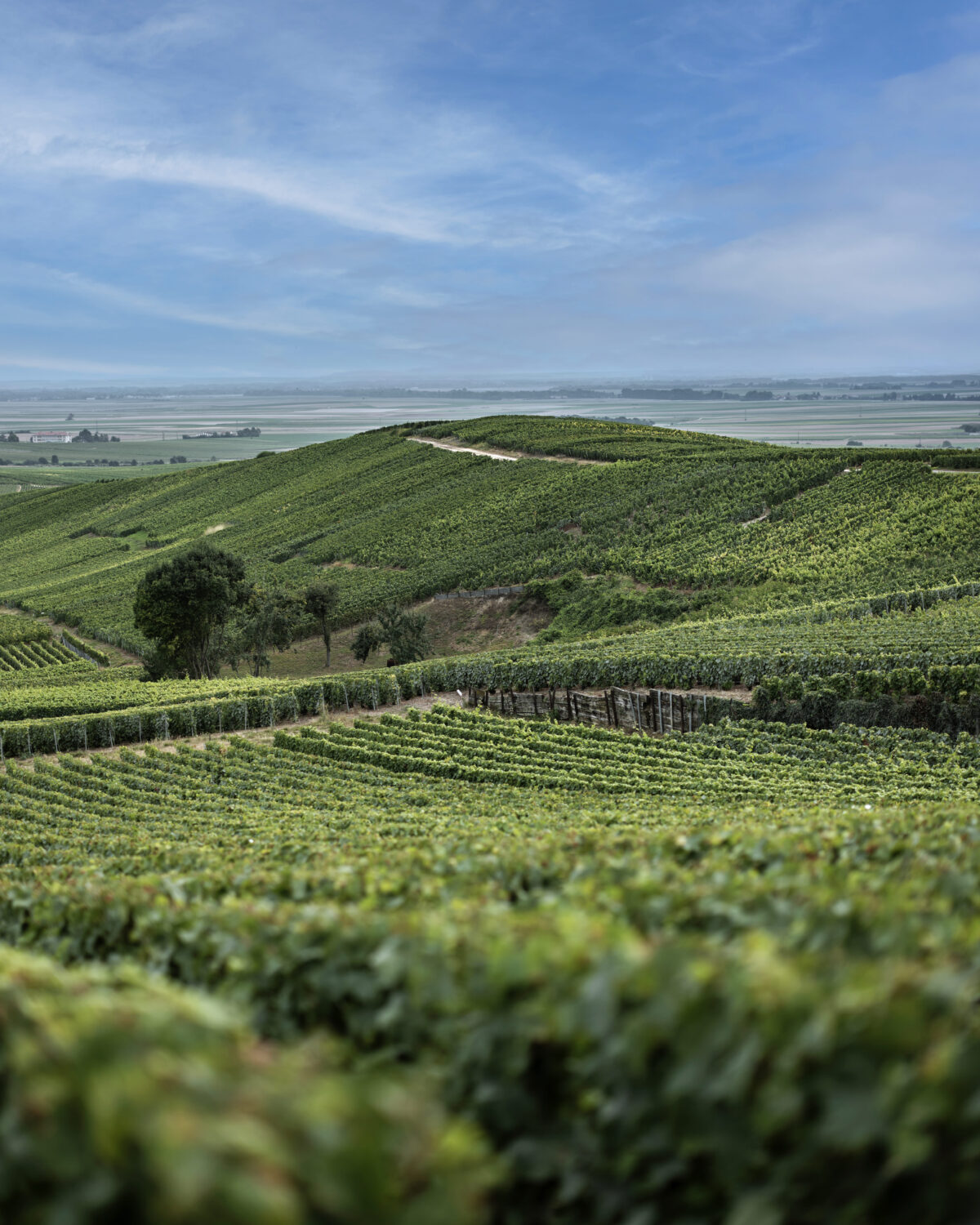 RDMoetChandon736-jpg
